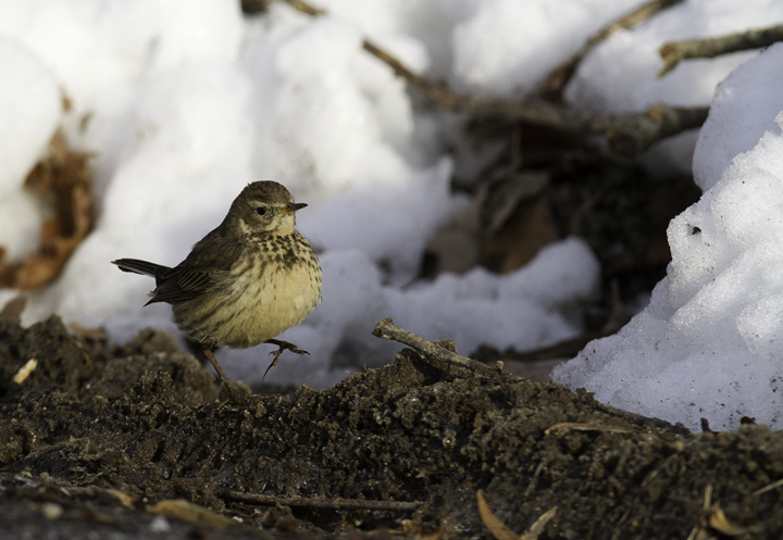An American Pipit feeds at the roadside on a snowy day in Prince George's Co., Maryland (1/29/2011). Photo by Bill Hubick.