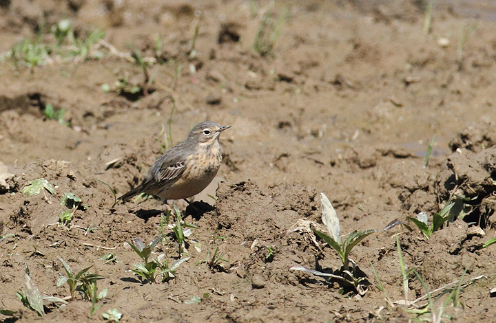 A lingering American Pipit visits a flooded field in Washington Co., Maryland (5/5/2010). Photo by Bill Hubick.