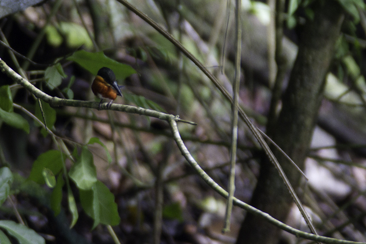 An American Pygmy Kingfisher surveys lunch options near Gamboa, Panama (7/16/2010). Photo by Bill Hubick.