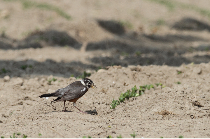 An aberrant American Robin feeding in a field in Kent Co., Maryland (6/19/2010). Photo by Bill Hubick.