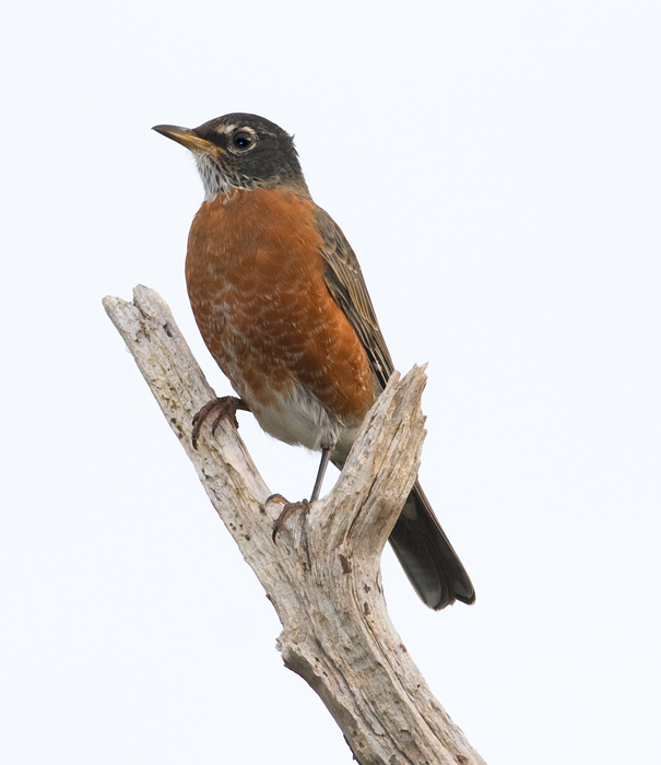 An American Robin poses on Assateague Island, Maryland (10/2/2009).