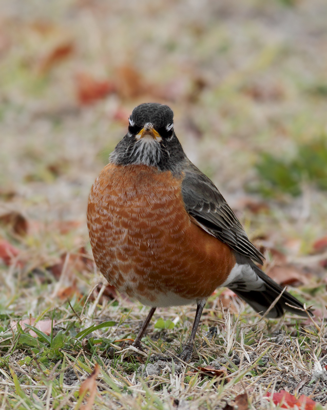 An American Robin at Bayside Campground, Assateague (11/11/2010). Photo by Bill Hubick.
