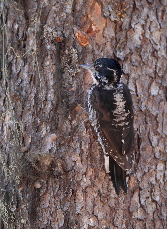 An American Three-toed Woodpecker foraging in a burn area on Mount Hood, Oregon (9/2/2010). This species, like Black-backed Woodpecker, specializes in habitat with many recently dead conifers, especially burns. Click any of the habitat photos to view larger versions. Photo by Bill Hubick.