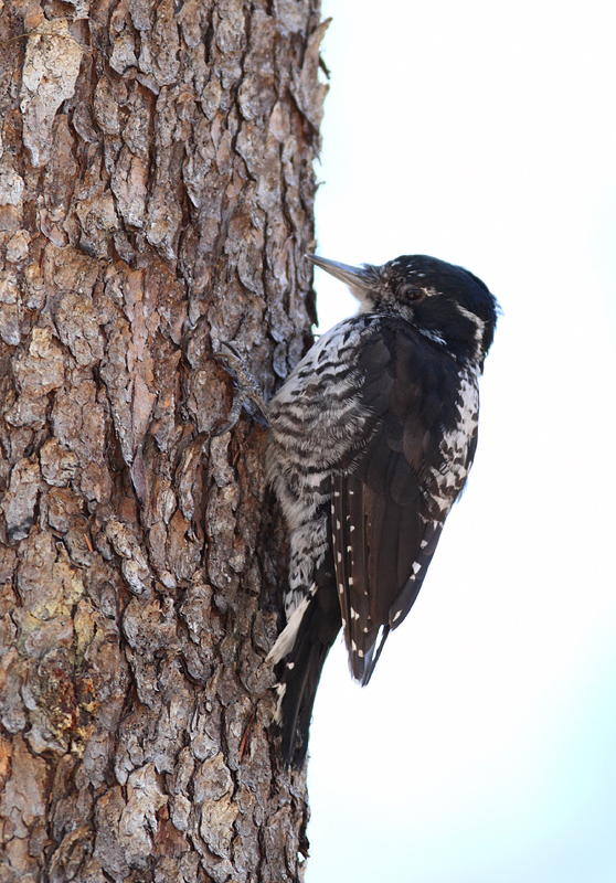 An American Three-toed Woodpecker foraging in a burn area on Mount Hood, Oregon (9/2/2010). This species, like Black-backed Woodpecker, specializes in habitat with many recently dead conifers, especially burns. Click any of the habitat photos to view larger versions. Photo by Bill Hubick.