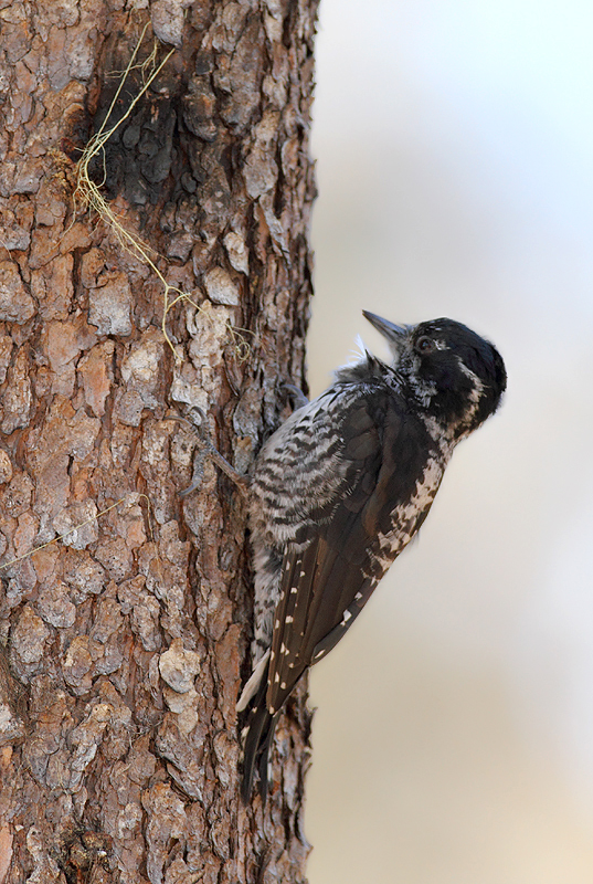 An American Three-toed Woodpecker foraging in a burn area on Mount Hood, Oregon (9/2/2010). This species, like Black-backed Woodpecker, specializes in habitat with many recently dead conifers, especially burns. Click any of the habitat photos to view larger versions. Photo by Bill Hubick.