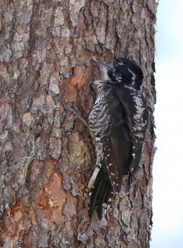 An American Three-toed Woodpecker foraging in a burn area on Mount Hood, Oregon (9/2/2010). This species, like Black-backed Woodpecker, specializes in habitat with many recently dead conifers, especially burns. Click any of the habitat photos to view larger versions. Photo by Bill Hubick.