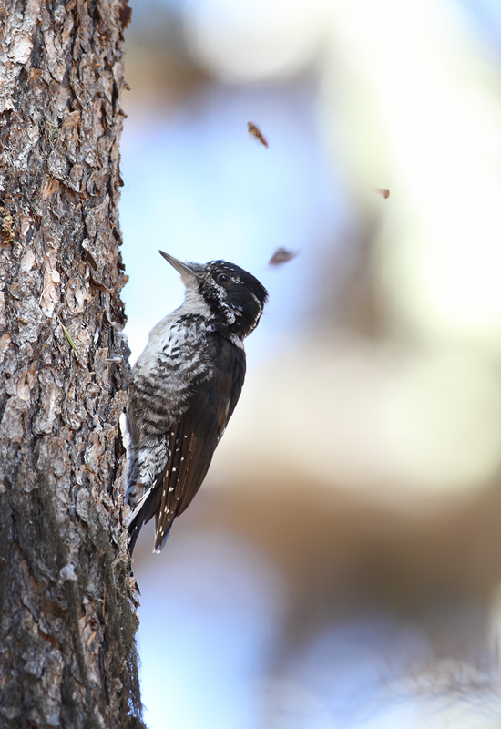 An American Three-toed Woodpecker foraging in a burn area on Mount Hood, Oregon (9/2/2010). This species, like Black-backed Woodpecker, specializes in habitat with many recently dead conifers, especially burns. Click any of the habitat photos to view larger versions. Photo by Bill Hubick.