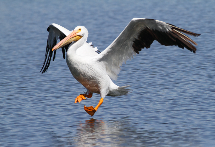 An American White Pelican at Nine-Mile Pond in the Everglades (2/26/2010). Photo by Bill Hubick.