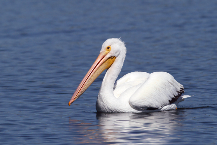 An American White Pelican at Nine-Mile Pond in the Everglades (2/26/2010). Photo by Bill Hubick.