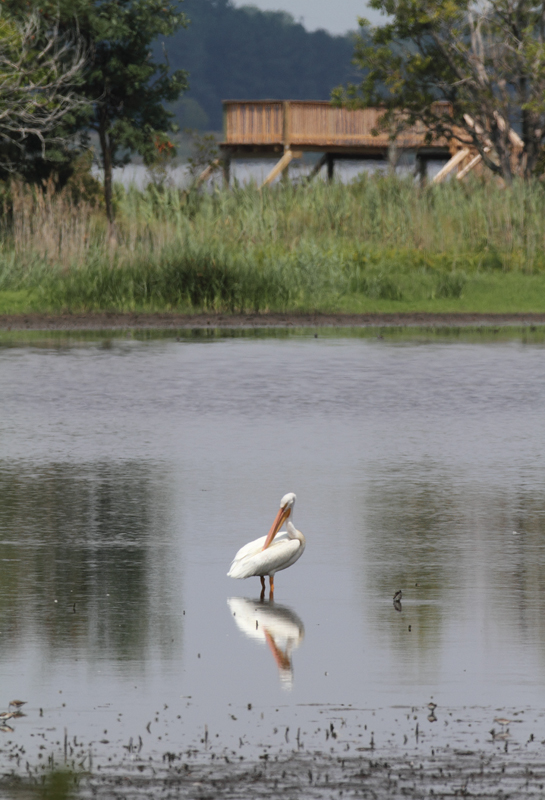 An American White Pelican at Horsehead, Queen Anne's Co., Maryland (8/1/2010). A great find by John Dennehy. Photo by Bill Hubick.