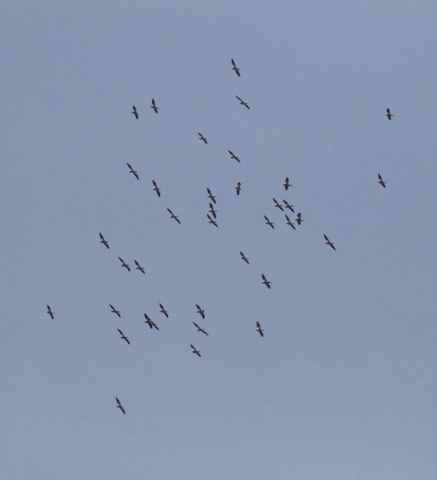 Documentation photo of 38 of the 40 American White Pelicans spotted by Mikey Lutmerding at Blackwater NWR, Dorchester Co., Maryland on 3/27/2010. The 40 birds observed on that date represent a new high count for Maryland. Quite a sight! Photo by Bill Hubick.