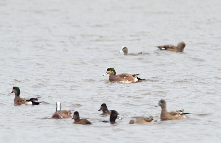 An unusually pale-faced drake American Wigeon near Ocean City, Maryland (1/24/2010). Photo by Bill Hubick.