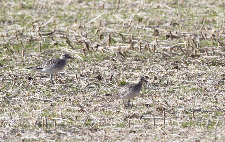 A comparison of Black-bellied Plover (left) and American Golden-Plover (right). A flock of over 200 plovers, including at least 8 American Golden-Plovers, continued from 11/11 to at least 11/14. (Berlin, Maryland, 11/11/2010). Photo by Bill Hubick.