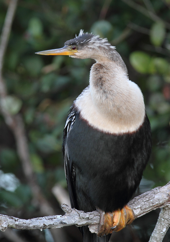 Anhingas enjoying the good life in the Everglades (2/26/2010). Photo by Bill Hubick.