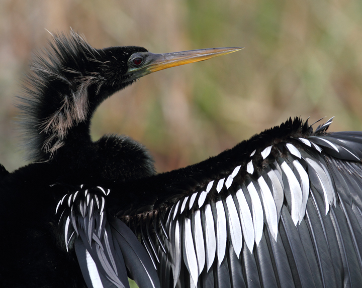 Anhingas enjoying the good life in the Everglades (2/26/2010). Photo by Bill Hubick.