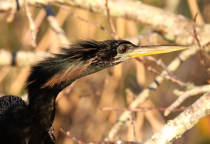 Click below for a high-res Anhinga close-up Photo by Bill Hubick.