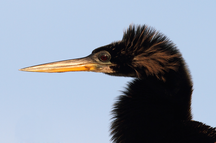 Click below for a high-res Anhinga close-up Photo by Bill Hubick.