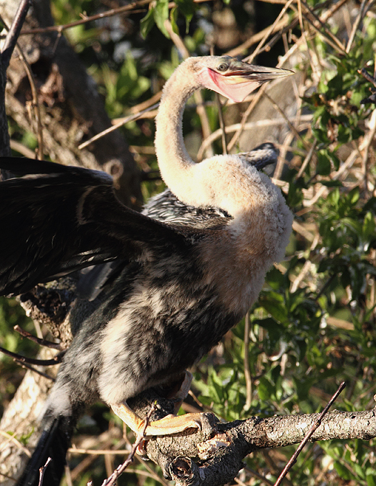 Juvenile Anhingas of various ages were begging for dinner along the Anhinga Trail (2/26/2010). Photo by Bill Hubick.