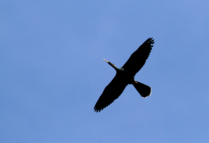 An Anhinga soars over the Everglades. We'll be looking for this sight over Maryland airspace in the near future. Photo by Bill Hubick.