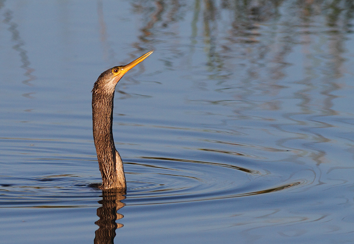 An Anhinga surfaces while hunting along in the Everglades (2/26/2010). Photo by Bill Hubick.