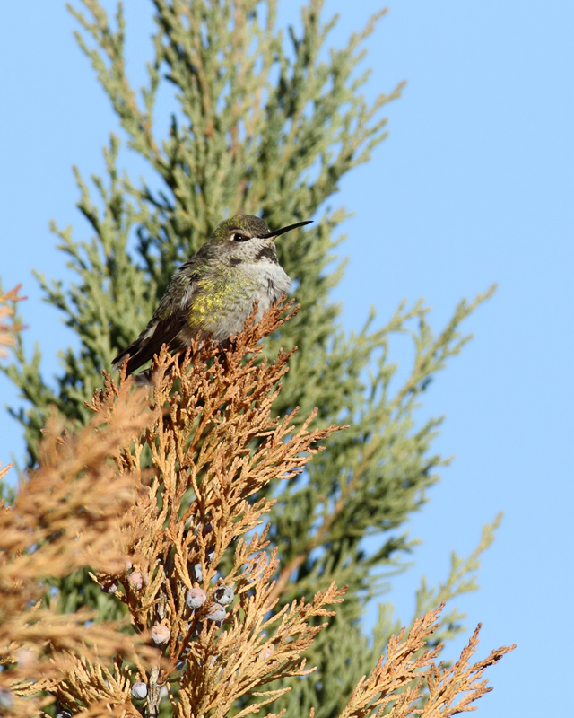 Maryland's second record of Anna's Hummingbird, a hatch-year male visiting a feeder in Middletown, Frederick Co., Maryland (12/9/2010). Congratulations to the homeowners, Karen and Don Serra, on their very exciting find. The bird seems to have departed on this same day (12/9). Photo by Bill Hubick.