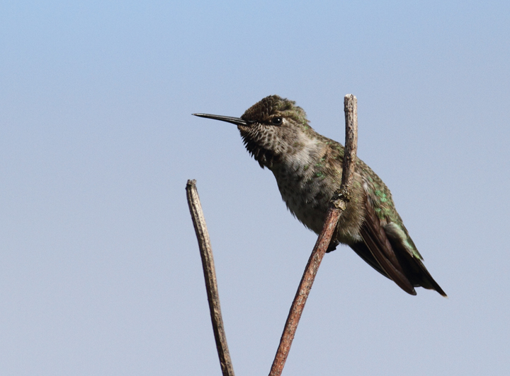 An Anna's Hummingbird in Portland, Oregon (9/4/2010). Photo by Bill Hubick.