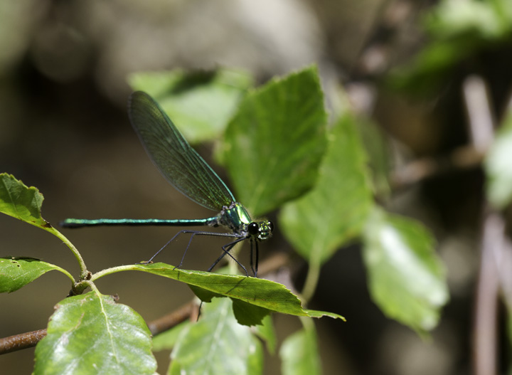 What a stunning damselfy - Appalachian Jewelwings in Washington and Allegany Co., Maryland (6/4/2011). Two new sites for a species that was just added to the state list in 2008 (Brighton, Collins, Holbrook). Photo by Bill Hubick.