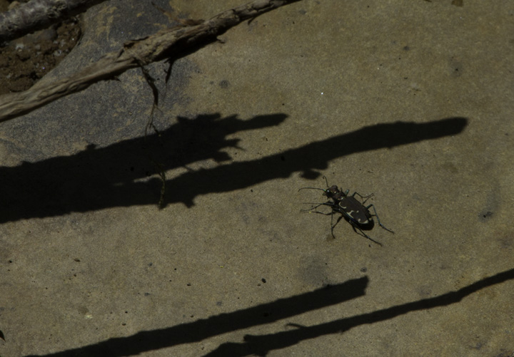 An Appalachian Tiger Beetle (<em>Cicindela ancocisconensis</em>) in Allegany Co., Maryland (6/4/2011). This rarer and more local species is identified by subtle differences in the markings on the elytra (back/wings). Photo by Bill Hubick.