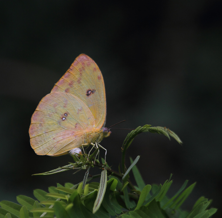 An Apricot Sulfur on Cerro Gaital, Panama (7/13/2010). Photo by Bill Hubick.