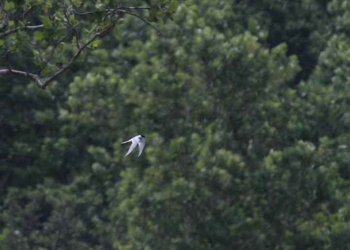 An Arctic Tern - my first ever - at Violette's Lock, Maryland (6/30/2010). Another awesome find by Dave Czaplak. Photo by Bill Hubick.