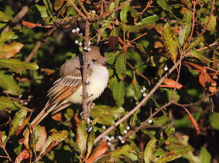 An Ash-throated Flycatcher on Assateague Island, Maryland (11/28/2010). Found by Joe Hanfman on 11/27 and enjoyed by a dozen or so others on 11/28. It was quite cooperative as it fed low along scrubby edges. I've wanted to see this western U.S. species in Maryland for so long that I've literally had a recurring dream about finding one (which ends with me lying in bed, half-asleep, justifying why I should be able to count it). Photo by Bill Hubick.