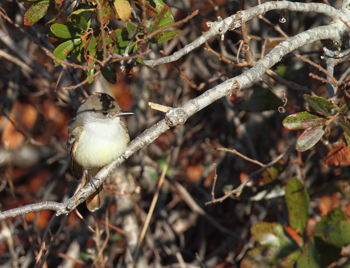 An Ash-throated Flycatcher on Assateague Island, Maryland (11/28/2010). Found by Joe Hanfman on 11/27 and enjoyed by a dozen or so others on 11/28. It was quite cooperative as it fed low along scrubby edges. I've wanted to see this western U.S. species in Maryland for so long that I've literally had a recurring dream about finding one (which ends with me lying in bed, half-asleep, justifying why I should be able to count it). Photo by Bill Hubick.