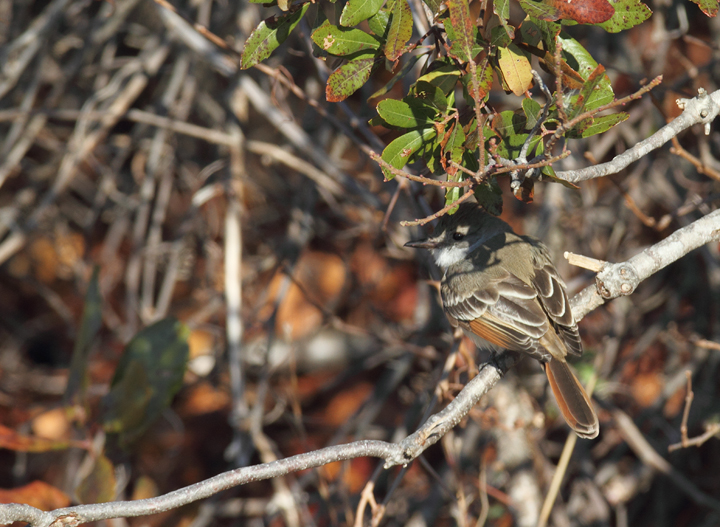 An Ash-throated Flycatcher on Assateague Island, Maryland (11/28/2010). Found by Joe Hanfman on 11/27 and enjoyed by a dozen or so others on 11/28. It was quite cooperative as it fed low along scrubby edges. I've wanted to see this western U.S. species in Maryland for so long that I've literally had a recurring dream about finding one (which ends with me lying in bed, half-asleep, justifying why I should be able to count it). Photo by Bill Hubick.