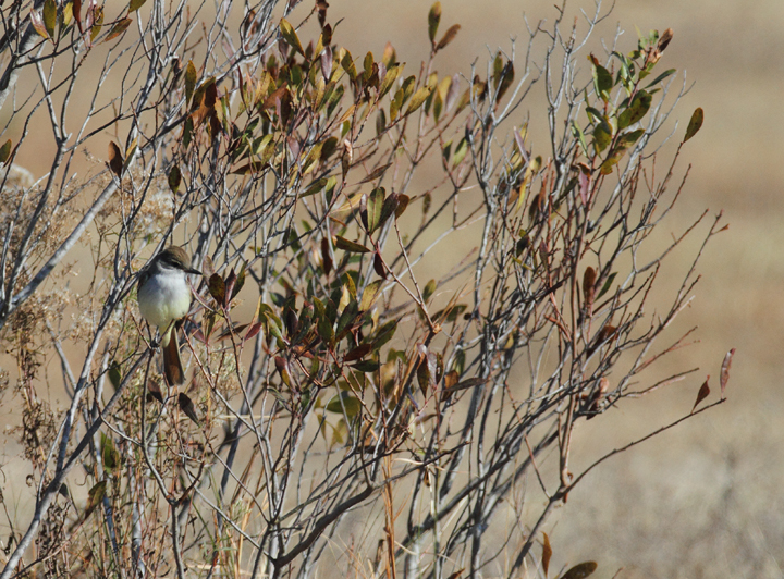 An Ash-throated Flycatcher on Assateague Island, Maryland (11/28/2010). Found by Joe Hanfman on 11/27 and enjoyed by a dozen or so others on 11/28. It was quite cooperative as it fed low along scrubby edges. I've wanted to see this western U.S. species in Maryland for so long that I've literally had a recurring dream about finding one (which ends with me lying in bed, half-asleep, justifying why I should be able to count it). Photo by Bill Hubick.