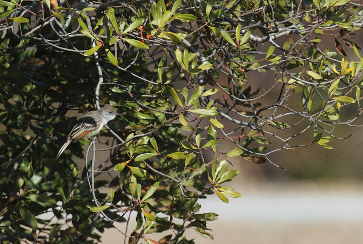 An Ash-throated Flycatcher on Assateague Island, Maryland (11/28/2010). Found by Joe Hanfman on 11/27 and enjoyed by a dozen or so others on 11/28. It was quite cooperative as it fed low along scrubby edges. I've wanted to see this western U.S. species in Maryland for so long that I've literally had a recurring dream about finding one (which ends with me lying in bed, half-asleep, justifying why I should be able to count it). Photo by Bill Hubick.