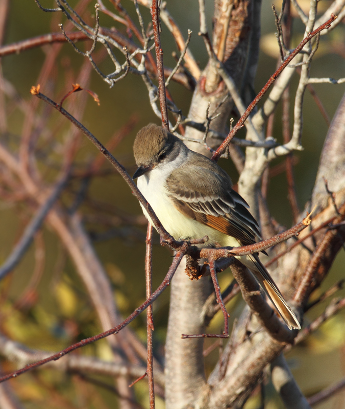 An Ash-throated Flycatcher on Assateague Island, Maryland (11/28/2010). Found by Joe Hanfman on 11/27 and enjoyed by a dozen or so others on 11/28. It was quite cooperative as it fed low along scrubby edges. I've wanted to see this western U.S. species in Maryland for so long that I've literally had a recurring dream about finding one (which ends with me lying in bed, half-asleep, justifying why I should be able to count it). Photo by Bill Hubick.