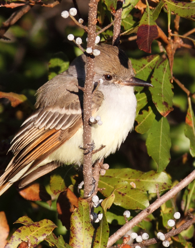 An Ash-throated Flycatcher on Assateague Island, Maryland (11/28/2010). Found by Joe Hanfman on 11/27 and enjoyed by a dozen or so others on 11/28. It was quite cooperative as it fed low along scrubby edges. I've wanted to see this western U.S. species in Maryland for so long that I've literally had a recurring dream about finding one (which ends with me lying in bed, half-asleep, justifying why I should be able to count it). Photo by Bill Hubick.