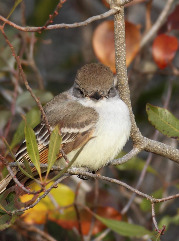 An Ash-throated Flycatcher continuing on Assateague Island, Maryland (12/5/2010). This rare western vagrant was found by Joe Hanfman on 11/27 and has been easily the most cooperative Ash-throated Flycatcher to date in Maryland. Photo by Bill Hubick.