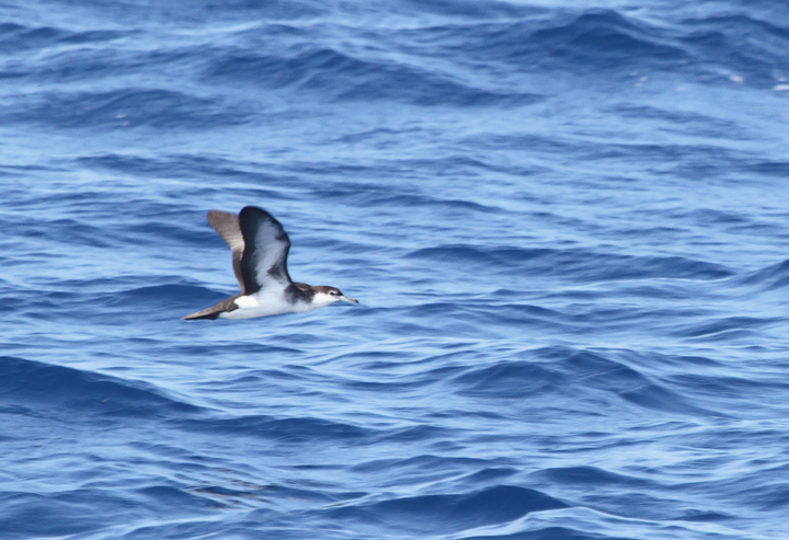 An Audubon's Shearwater in warm waters far offshore Maryland (8/15/2010). Photo by Bill Hubick.