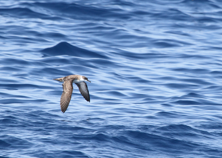 An Audubon's Shearwater in warm waters far offshore Maryland (8/15/2010). Photo by Bill Hubick.