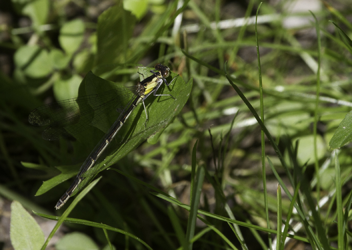 A female Aurora Damsel in Garrett Co., Maryland (6/12/2011). Photo by Bill Hubick.