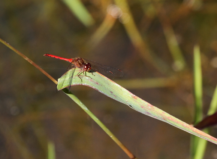 Today featured our first of season Autumn Meadowhawks (formerly Yellow-legged Meadowhawks), which is one of the more common late fall ode species in our area (Charles Co., 10/2/2010). Photo by Bill Hubick.