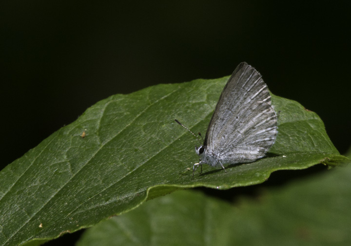 A somewhat worn Azure species in Washington Co., Maryland (6/4/2011). Photo by Bill Hubick.