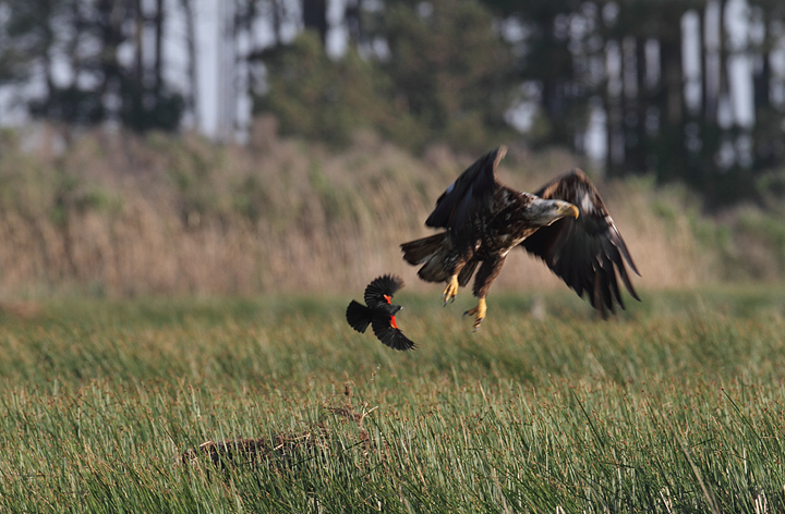 A Bald Eagle gets thoroughly harassed by a territorial Red-winged Blackbird (Dorchester Co., 5/8/2010). Photo by Bill Hubick.