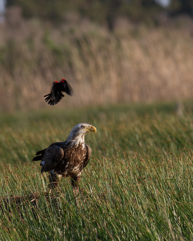 A Bald Eagle gets thoroughly harassed by a territorial Red-winged Blackbird (Dorchester Co., 5/8/2010). Photo by Bill Hubick.