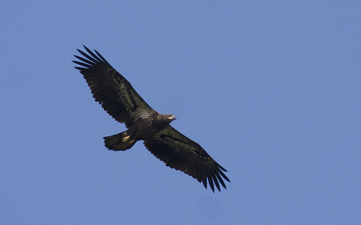 Bill Hubick Photography - Bald Eagle (Haliaeetus leucocephalus)