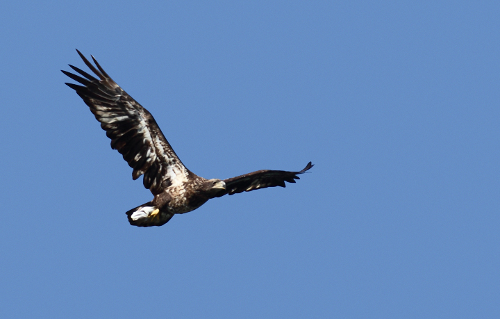 A second-year Bald Eagle with large fish off Point Lookout SP, Maryland (10/2/2010). Photo by Bill Hubick.