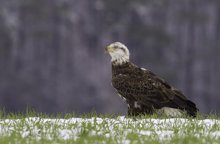 A third-year Bald Eagle in Wicomico Co., Maryland (3/27/2011). Photo by Bill Hubick.