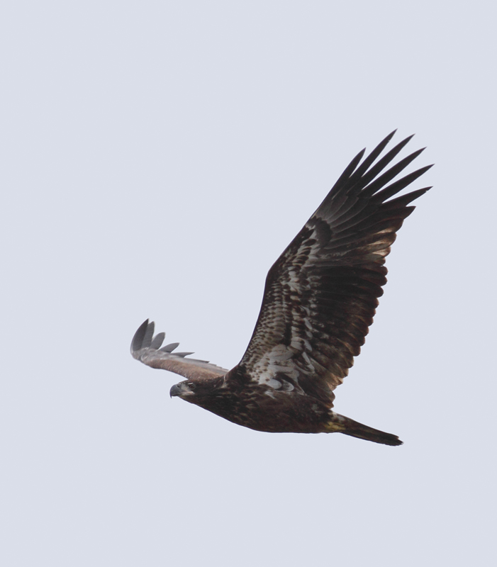 A juvenile Bald Eagle at Truitt's Landing, Maryland (7/31/2010). Photo by Bill Hubick.