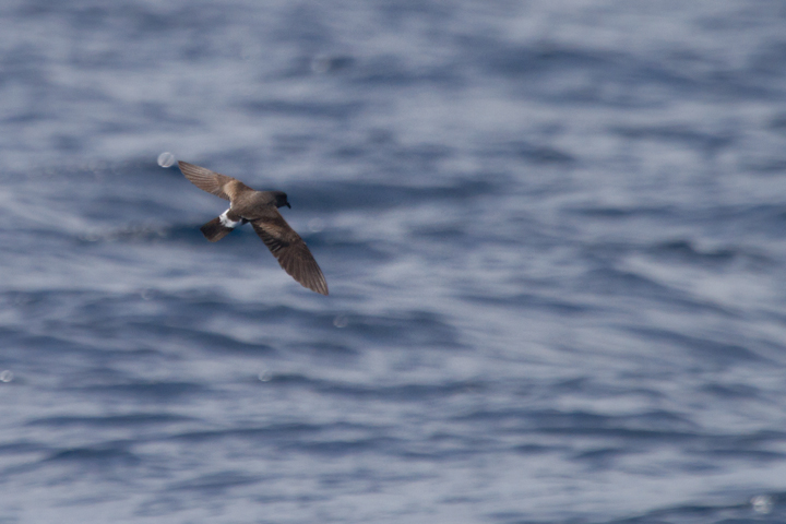A Band-rumped Storm-Petrel in fresh plumage off Cape Hatteras, North Carolina (5/28/2011). Experts appear to consider birds in this plumage here on this date to be probable Madeiran Storm-Petrel (<em>O. c. castro</em>). This summer-breeding population nests off Africa in the Madeira Archipelago as far south as the Canary Islands. Photo by Bill Hubick.